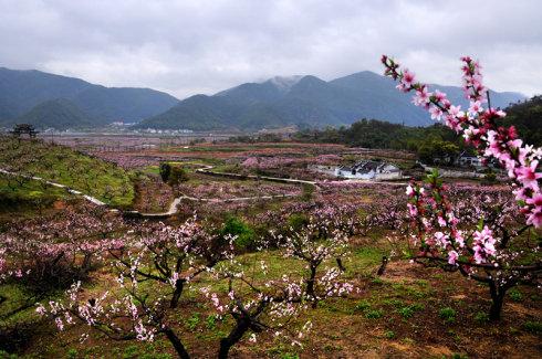 东山桃园景区 上海旅游景点详情-上海市文旅推广网-上海市文化和