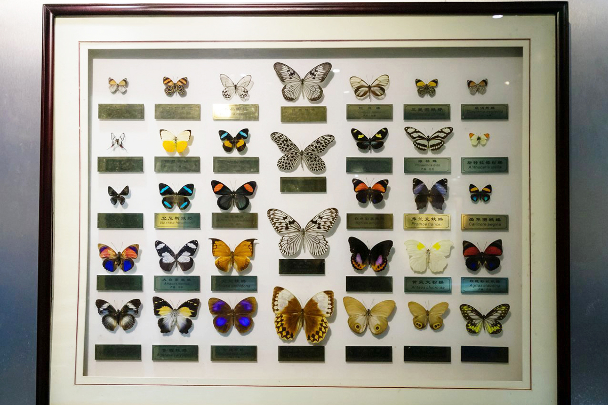 shanghai insect museum